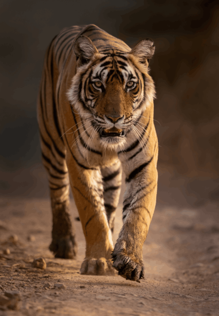 Wildlife Safari 